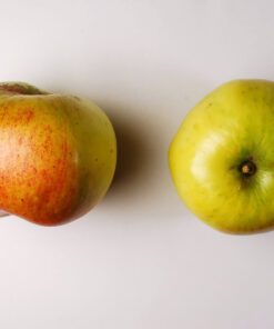Alternative view of Malus domestica 'Bramley`s Seedling'