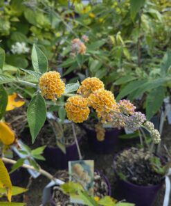 Sommerfuglbusk - Buddleja - Bilde 6