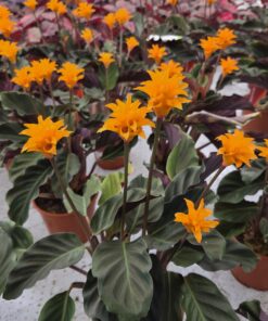 Alternative view of Calathea - Bønneplante