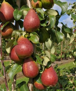 Alternative view of Pyrus communis 'Celina'