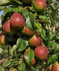 Pyrus communis 'Celina'