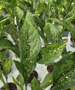 Alternative view of Prikkblad - Dieffenbachia