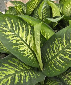 Prikkblad - Dieffenbachia