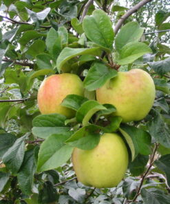 Malus domestica 'Filippa'