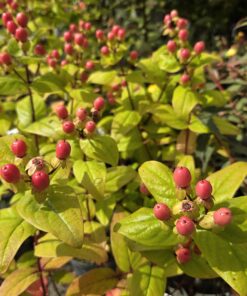 Alternative view of Bærikum - Hypericum