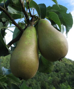Pyrus communis 'Ingeborg' E