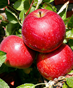 Malus domestica 'Ingrid Marie'