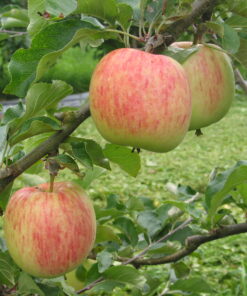 Malus domestica 'Nanna'
