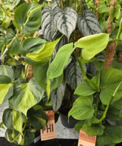 Philodendron
