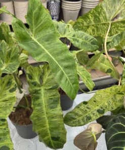 Philodendron - Bilde 3