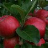 Malus domestica 'Raud Prins'
