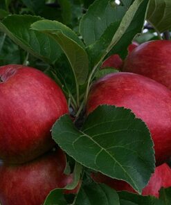 Malus domestica 'Raud Prins'