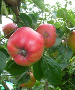 Alternative view of Malus domestica 'Raud Gravenstein'
