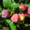 Prunus domestica 'Reeves'