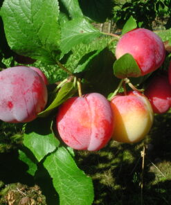 Prunus domestica 'Reeves'