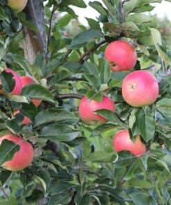 Malus domestica 'Rubinstep'