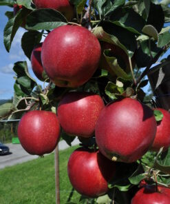 Alternative view of Malus domestica 'Summerred'
