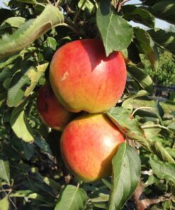 Malus domestica 'Suncats'