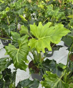 Philodendron - Bilde 5