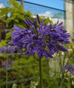 Afrikalilje - Agapanthus - Bilde 4