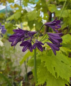 Alternative view of Afrikalilje - Agapanthus