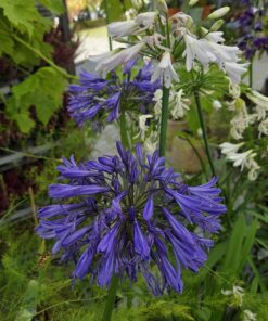 Afrikalilje - Agapanthus