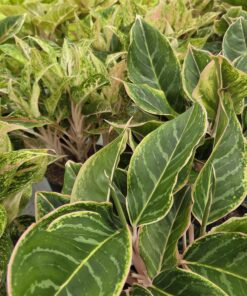 Aglaonema - Sjømannstrøst