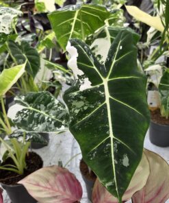 Alternative view of Alocasia