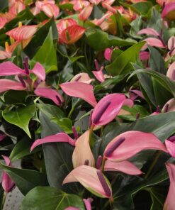 Anthurium andreanum