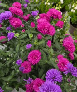 Asters