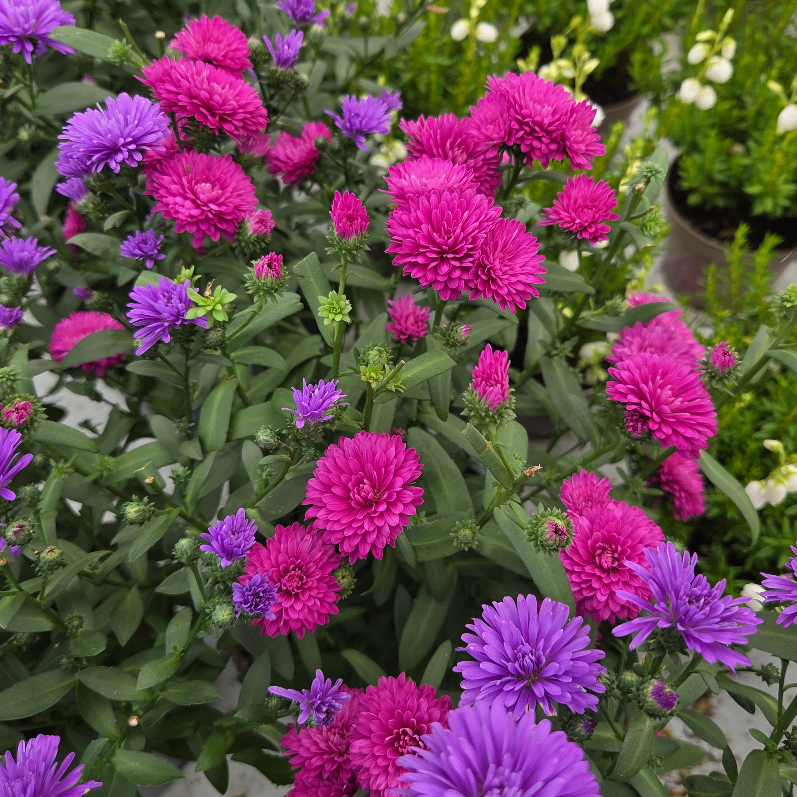 Asters