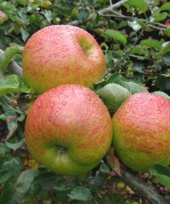 Malus domestica 'Bramley`s Seedling'