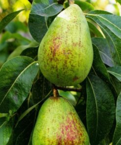 Pyrus communis 'Broket Juli'