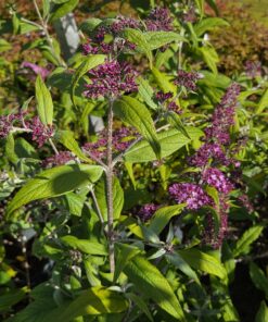 Sommerfuglbusk - Buddleja - Bilde 3