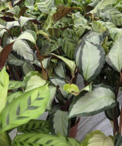 Calathea - Bønneplante