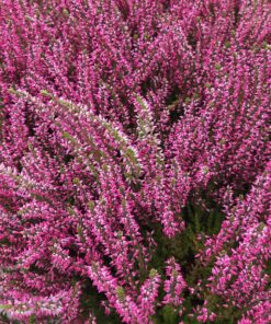 Høstlyng - Calluna Vulgaris