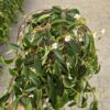 Codonanthe