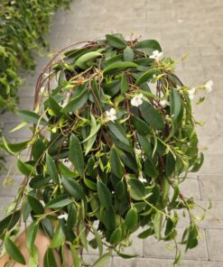 Codonanthe