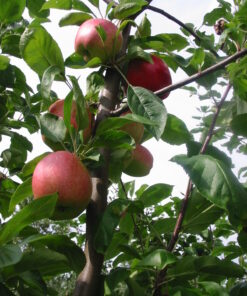 Malus domestica 'Collina'
