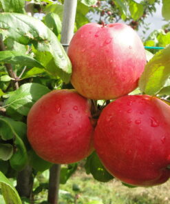 Alternative view of Malus domestica 'Collina'