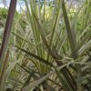 Cordyline