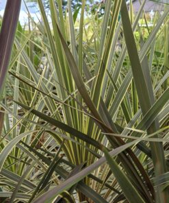 Cordyline