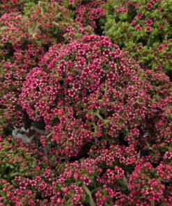 Crassula schmidtii
