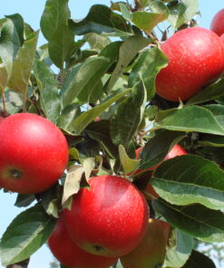 Malus domestica 'Discovery'