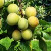 Prunus domestica 'Reine C. D'Oullins'