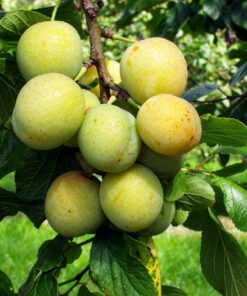Prunus domestica 'Reine C. D'Oullins'