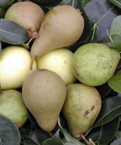 Pyrus communis 3 sorter