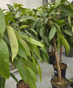 Alternative view of Ficus