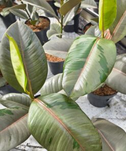 Ficus