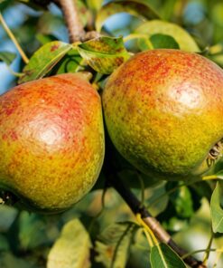 Pyrus communis 'Herrepære'